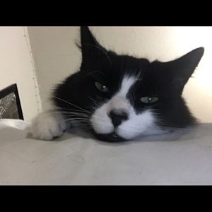 Meet your Posher, Gabby